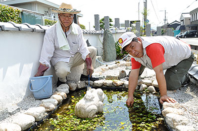 アサザが咲く池の手入れをする「屯倉歴史遺産を守る会」の山下幸太郎会長（左）と「あざさの花普及推進部会」の佐々木謙一部会長＝2016年7月7日、三宅町伴堂の町役場前