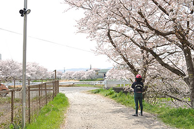 佐保川の川岸の道路に設置された不法投棄防止感知器（左）。桜並木の右が川＝2018年4月1日、奈良市八条4丁目