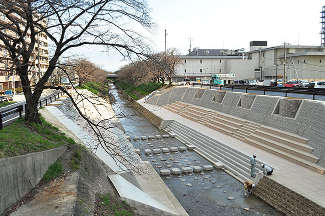 親水護岸工事が進む大宮橋付近の佐保川。両岸にあった桜は伐採され、新たに苗木を植える筒状の植樹升が設置された＝2020年3月23日、奈良市