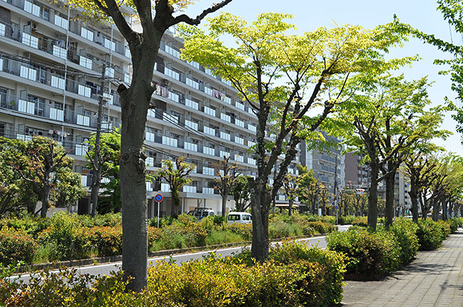 モデル地区のJR郡山駅前のUR団地前の市道のケヤキ並木。手前が軽剪定に改めて樹形の回復がみられる並木。奥の団地建物前に強剪定を続けている並木が見える＝2020年5月1日、大和郡山市高田町付近