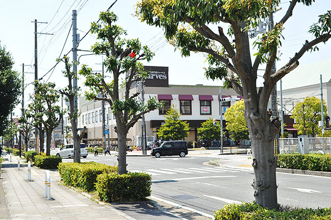 JR郡山駅東側の市道の並木。常緑樹のシラカシとみられるが枝が幹の近くまで刈り込まれている＝2020年5月1日、大和郡山市高田町