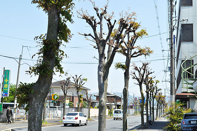 城廻り線のケヤキ並木。樹形をほとんどとどめていない＝2020年5月1日、大和郡山市北郡山町