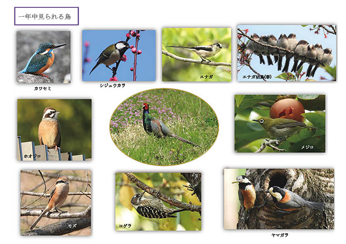 馬見丘陵公園のホームページに掲載された公園で見られる野鳥の写真