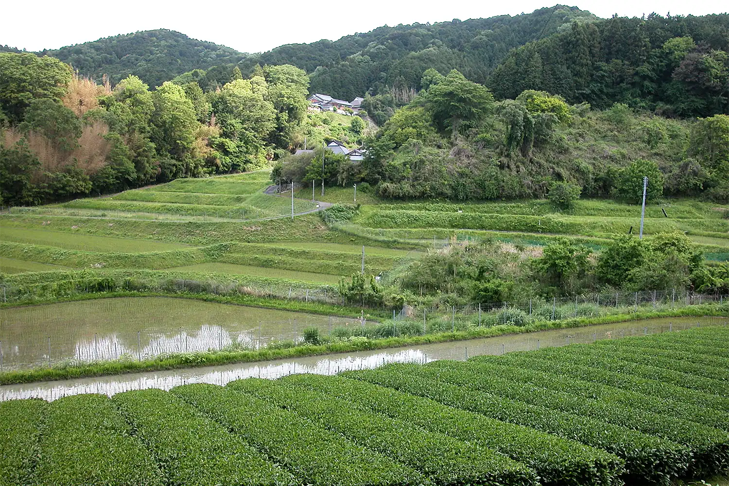 特産の茶の畑と棚田が広がる村の風景。メガソーラーは奥の山林に計画された＝2025年5月22日、山添村春日、浅野詠子撮影