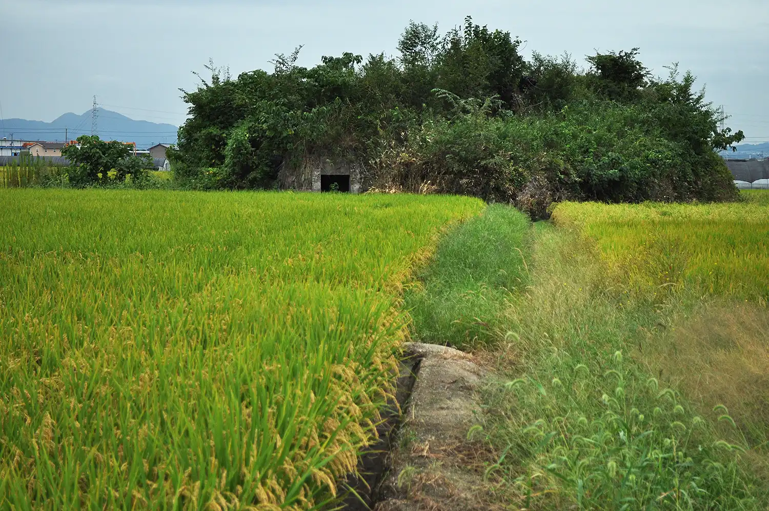 草木に覆われた柳本飛行場跡のもう1カ所の防空壕＝2025年9月25日、奈良県天理市岸田町、浅野善一撮影