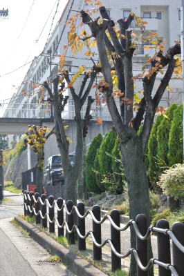 近鉄高の原駅前の大通りと交差する通りのケヤキ並木。剪定されてほぼ丸坊主＝2013年11月16日、木津川市兜台1丁目付近