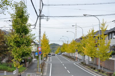 平城相楽ニュータウンのイチョウ並木。手前左のまだ紅葉していない、ずんどうのイチョウが奈良市側。奥の自然な樹形のイチョウが京都府精華町側＝2013年11月9日、奈良市神功4、5丁目付近から