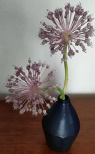 にんにくの花（撮影日2024年6月16日）