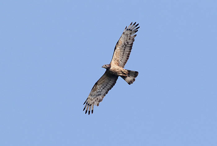 鳴きながら縄張り上空を旋回するハチクマ