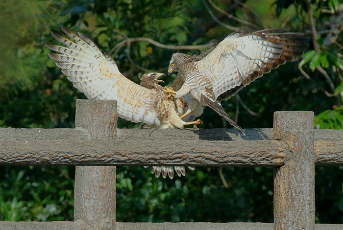 激しく争うサシバの若鳥と幼鳥