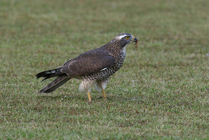 中学校の校庭で昆虫を捕らえたサシバの若鳥