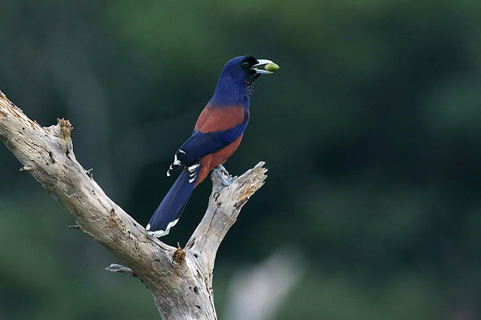 シイの実をくわえ、枯れ木に止まるルリカケス