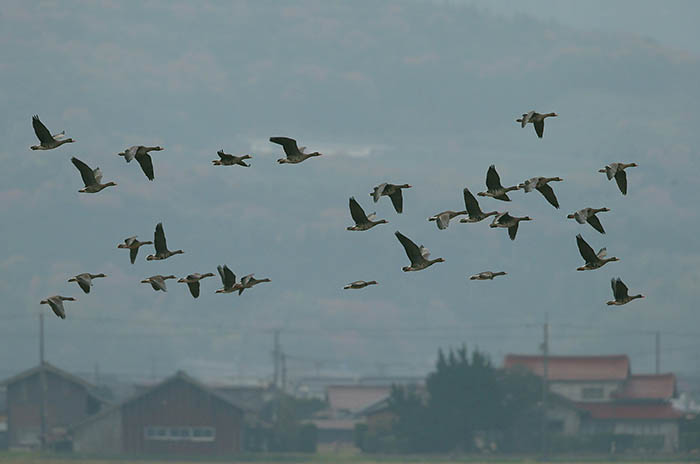 集落近くの田んぼ上空を飛行するマガンの群れ