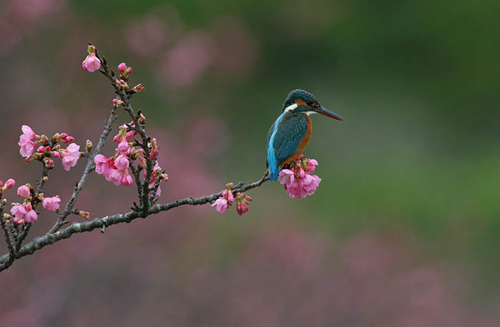 寒緋桜の枝先に止まり獲物を狙うカワセミ