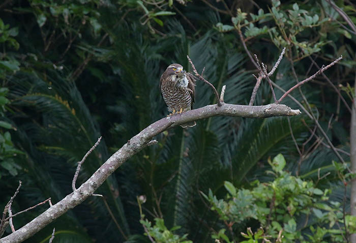 リュウキュウウグイスを捕らえたサシバの若鳥