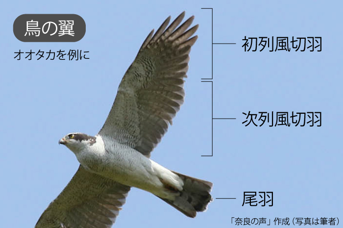 鳥の翼